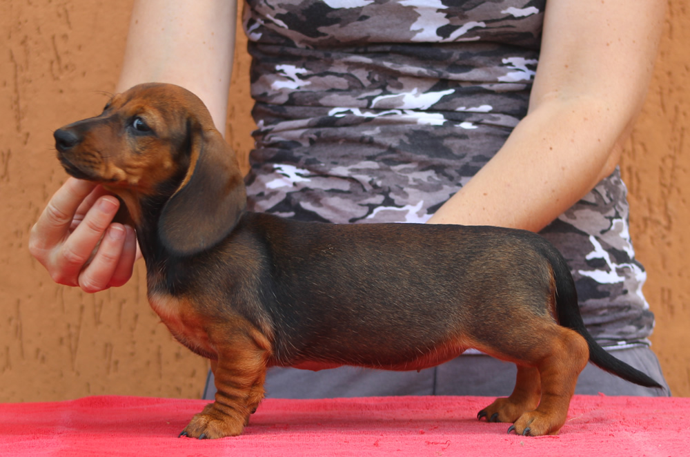 Cuccioli “G” di Casa Mainardi