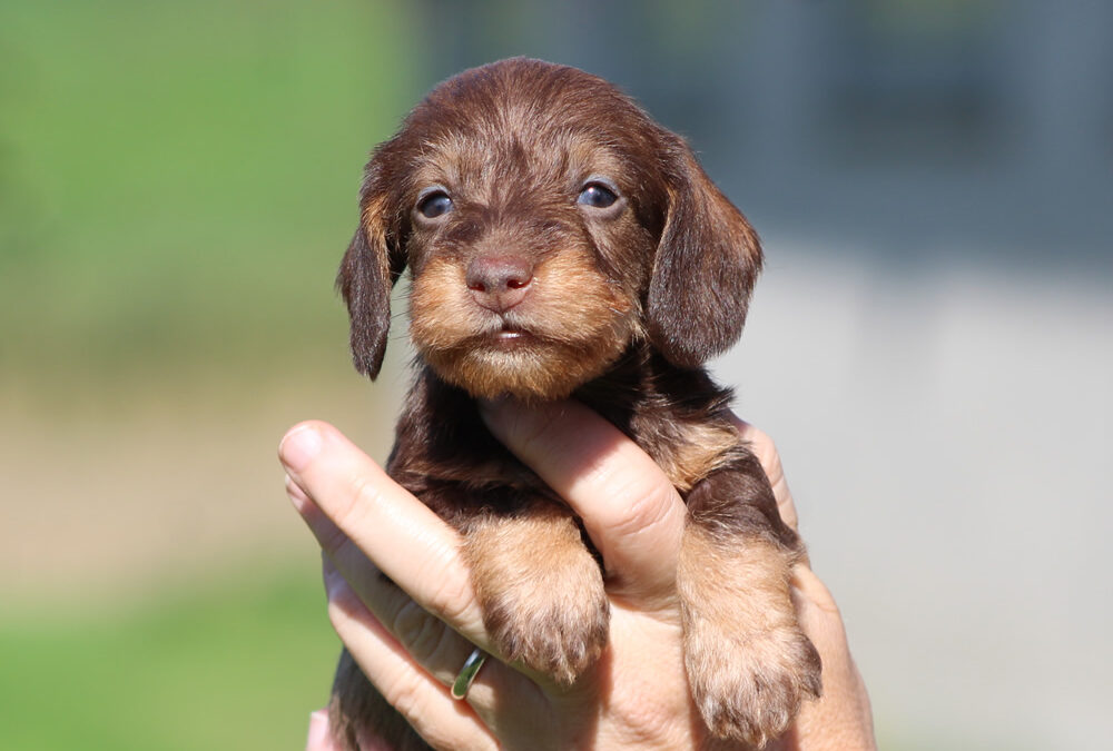 Cuccioli “L” di Casa Mainardi