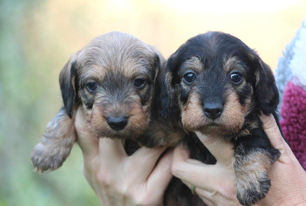 Cuccioli “M” di Casa Mainardi