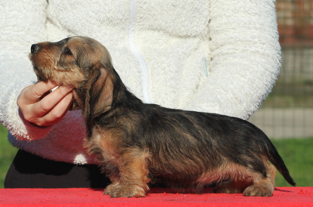 Cucciolata “M” di Casa Mainardi