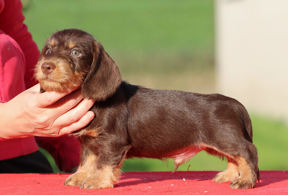 Cuccioli “L” di Casa Mainardi