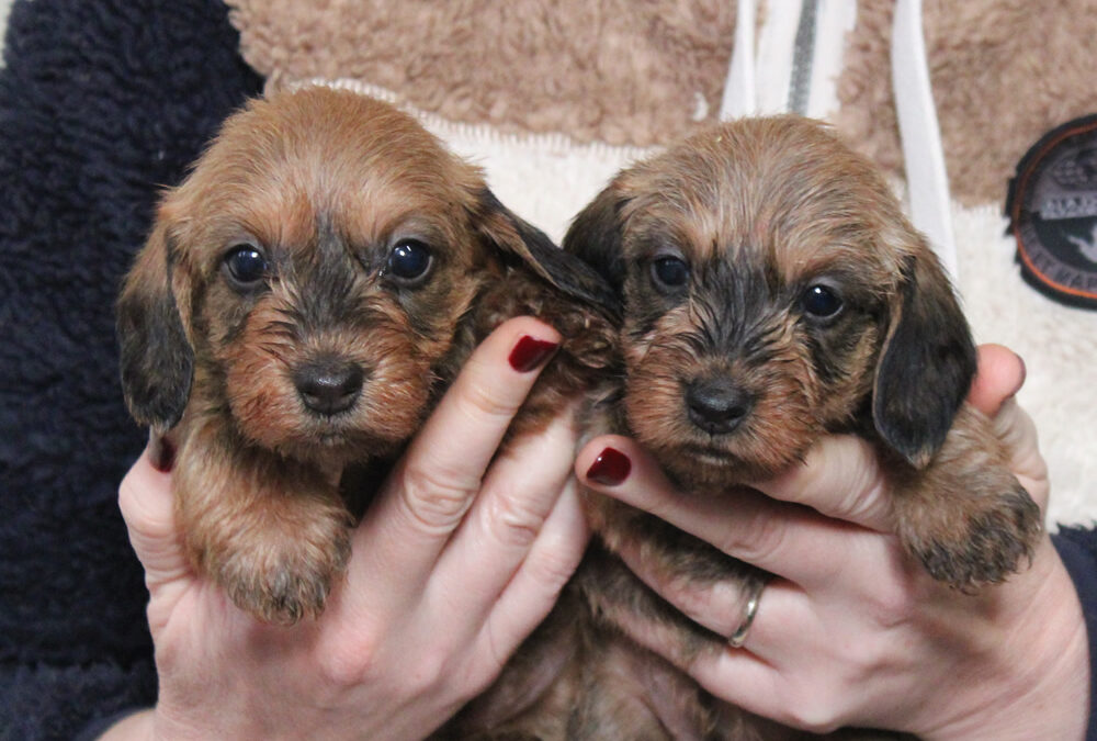 Cuccioli “O” di Casa Mainardi – nuove foto!